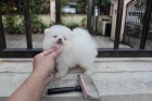Děsivý T-Cup Pomeranský Štěňata Děsivý T-Cup Pomeranský Štěňata