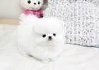 Pomeranian Štěňata Dostupné Pomeranian Štěňata Dostupné