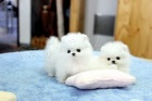 Pomeranian štěně pro přijetí Pomeranian štěně pro přijetí