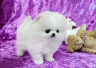 šálek Pomeranian šálek Pomeranian