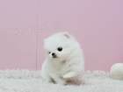 Nádherné Pomeranian Štěňata Dostupné Nádherné Pomeranian Štěňata Dostupné