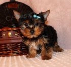 Yorkie štěňata pro přijetí Yorkie štěňata pro přijetí