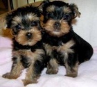 Yorkie Štěňata Yorkie Štěňata