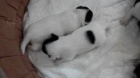 Prodám štěňata Jacka Russela Prodám štěňata Jacka Russela