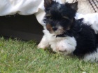 Biewer Yorkshire Terrier �t���tka