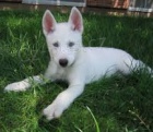 Sibisk husky tata k dispozici