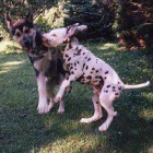 Ps� �kolka - chovatelsk� stanice Vet�elec