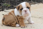 Anglick buldok s PP, Buldok, Bulldog, English Bulldog