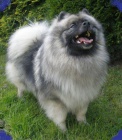 Keeshond / vl�� �pic prod�m �t��ata s PP