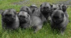 Keeshond / vl�� �pic prod�m �t��ata s PP