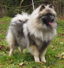 Keeshond / vl�� �pic prod�m �t��ata s PP