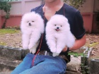 pomeranain štěňata  pomeranain štěňata