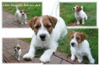 Pejsek JRT s PP. Pejsek JRT s PP.