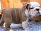 Anglick� buldok s PP, Buldok, Bulldog, English Bulldog