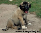 Anatolsk� pasteveck� pes - Kangal