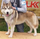 Ponkam na krytie Sibrskeho Huskyho s PP 