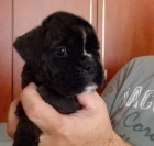 �t��ata boxera s PP