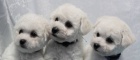 Bišonek - Bichon Frisé Bišonek - Bichon Frisé