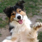 Pes border kolie s PP ke kryt