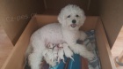 Bišonek - Bichon Frisé Bišonek - Bichon Frisé