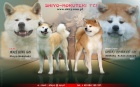 Akita - po importu z Japonska Akita - po importu z Japonska