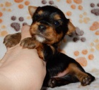 Jork��rsk� terrier-odb�r za��tkem ledna-Praha