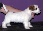 Roztomilé štěně Jack Russell teriéra s PP k odběru Roztomilé štěně Jack Russell teriéra s PP k odběru