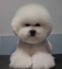Bišonek - Bichon frisé Bišonek - Bichon frisé