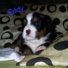 Bernsk� sala�nick� pes s PP