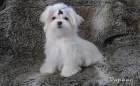 Maltezek - feneky s rodokmenem