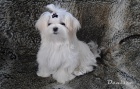 Maltezek - feneky s rodokmenem