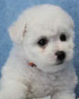 Bišonek - Bichon frisé Bišonek - Bichon frisé