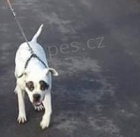 americk� buldok �t��ata 