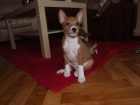 Basenji pejsek s PP  - ATHEO - ihned k odb�ru