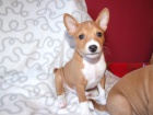 Basenji pejsek s PP  - ATHEO - ihned k odb�ru