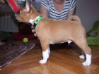 Basenji pejsek s PP  - ATHEO - ihned k odb�ru
