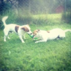 dva jack russelové ke krytí dva jack russelové ke krytí