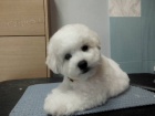 Bišonek - Bichon Frisé Bišonek - Bichon Frisé