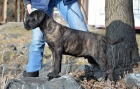 Cane corso - �t��ata s PP