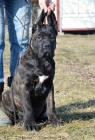 Cane corso - �t��ata s PP