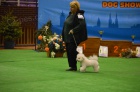 Bišonek - Bichon Frisé Bišonek - Bichon Frisé