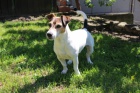 Jack russell na krytí  Jack russell na krytí