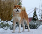Rezervace Akita Inu s PP Rezervace Akita Inu s PP