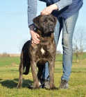 Cane corso - mlad� fenka s PP
