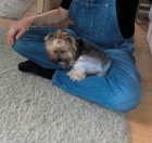 Ztracen� fenka jork��rsk�ho terriera - �ipovan�