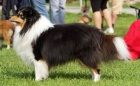 Sheltie s PP Sheltie s PP