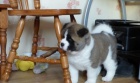 Akita-inu Akita-inu