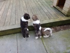 Akita-inu  Akita-inu
