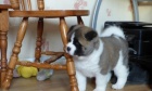 Akita-inu  Akita-inu