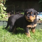 Rotvajler �t���tka